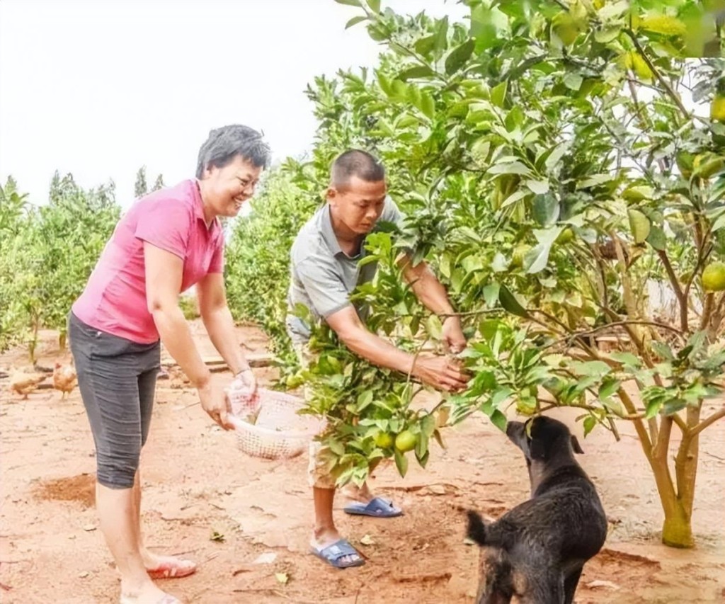 全红婵父母靠务农为生。网上图片