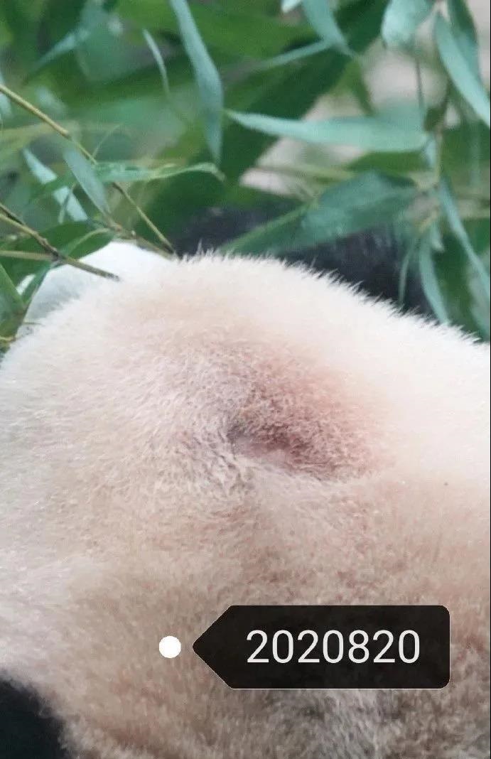 福星的頭頂中央有一個直徑2厘米的深色圓形凹陷在白色的毛髮中。網上圖片