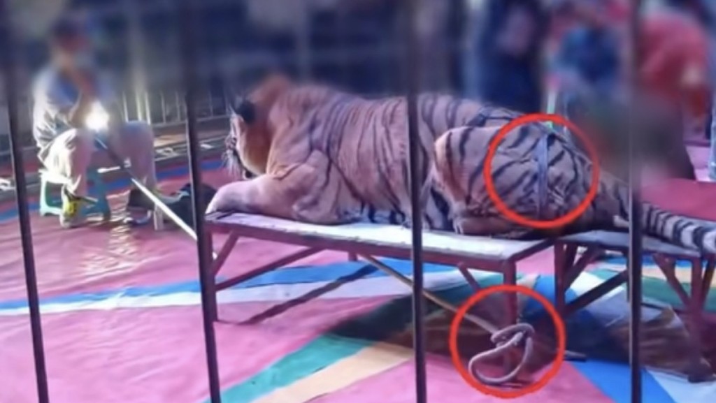老虎被綁住，但沒有麻醉，拍照期間甩尾巴。