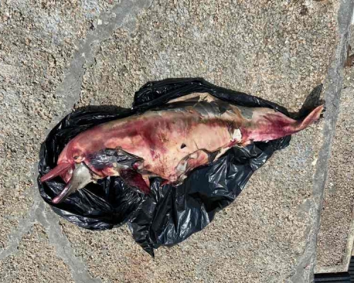 白海豚屍身已嚴重腐爛。圖:香港海洋公園保育基金