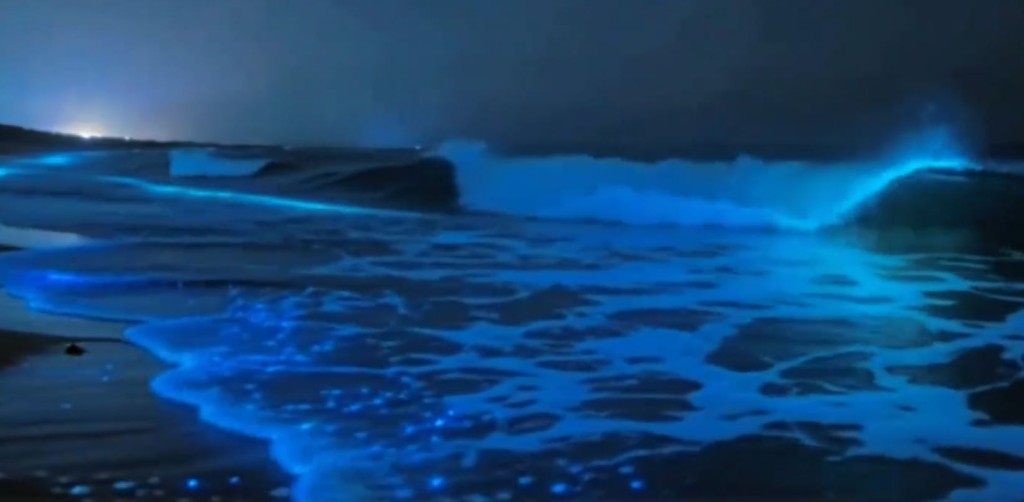 福建平潭“蓝眼泪”是著名的自然奇观。