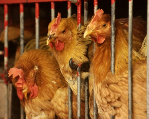 英國及法國部分地區爆發高致病性H5N1禽流感，本港暫停進口該些地區的禽類產品。資料圖片（示意圖）