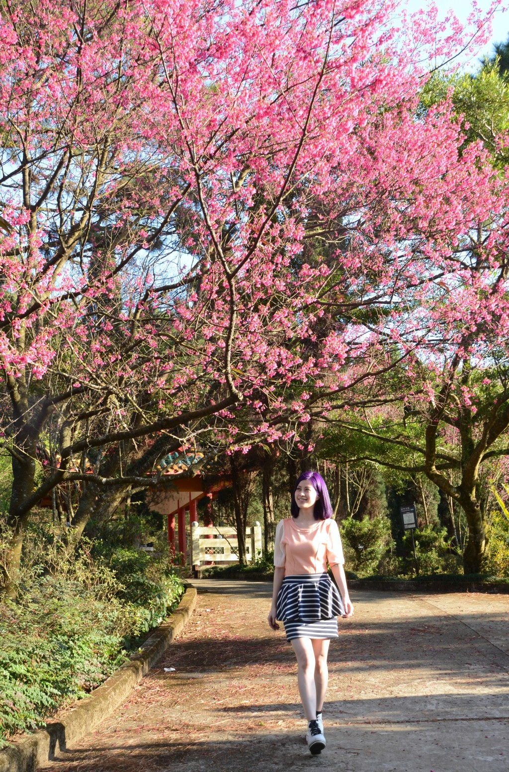 来到2月有钟花樱桃盛开。