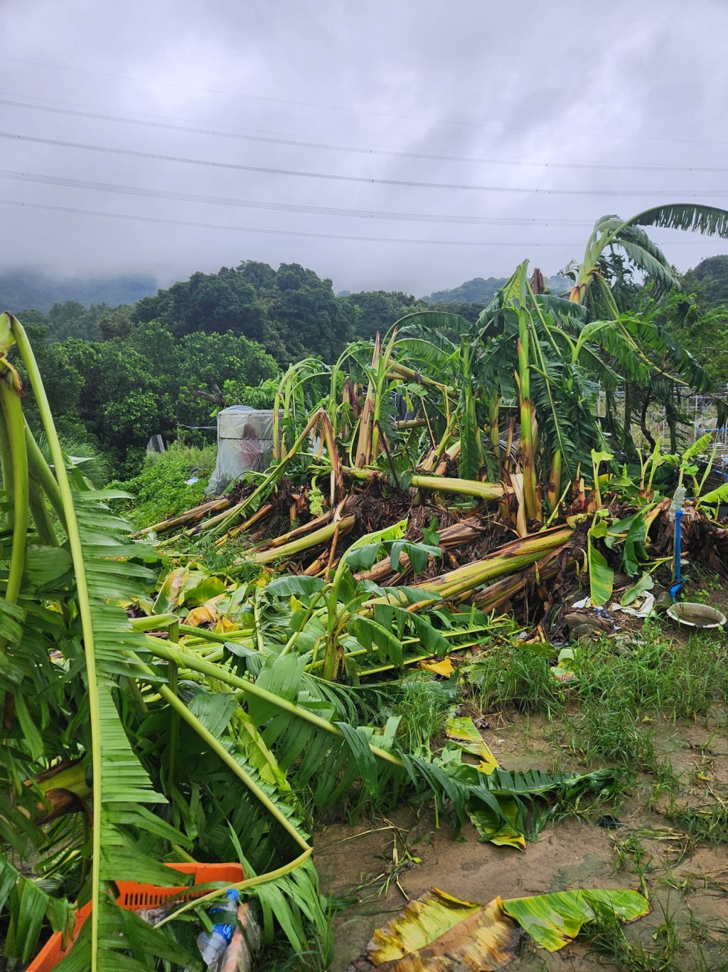 图为一块被台风损毁的农田。