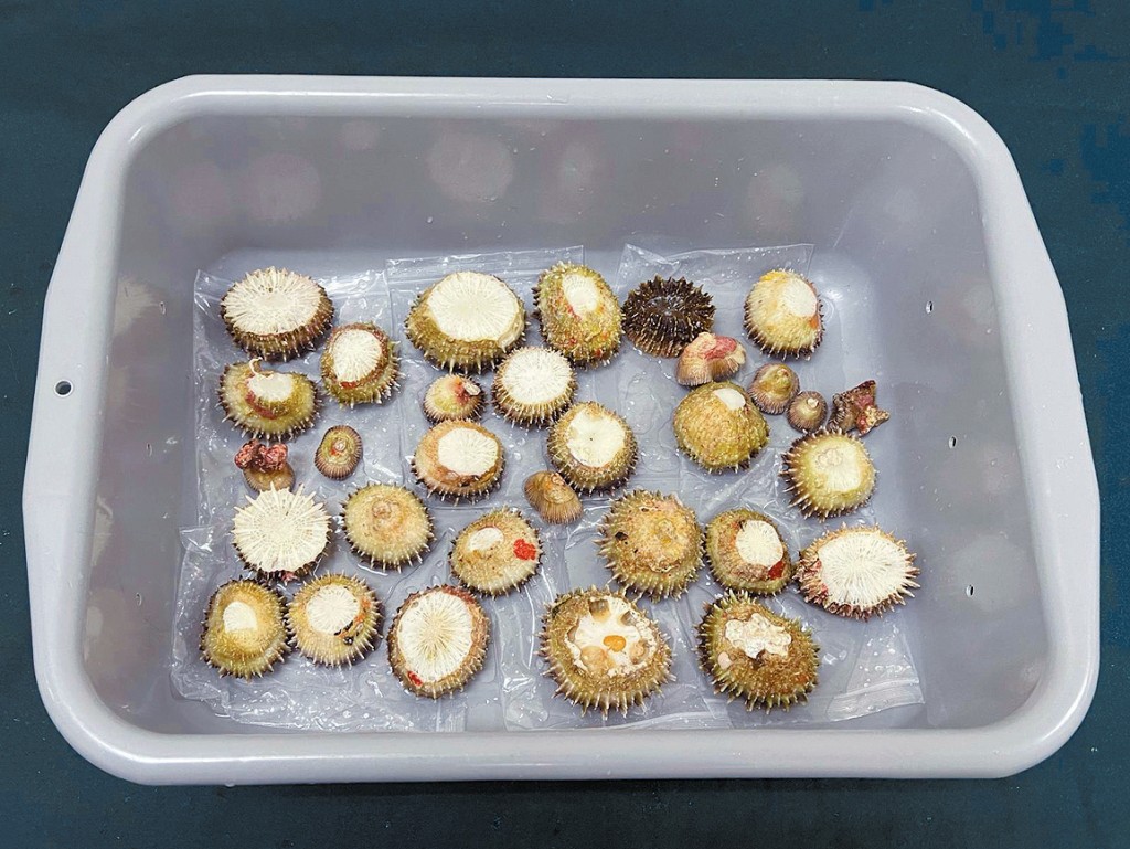 檢獲的懷疑受管制屬瀕危物種的珊瑚。