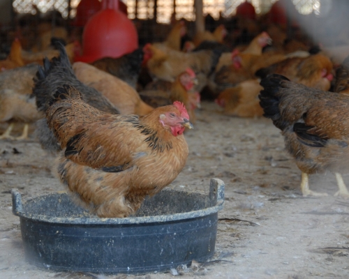 食安中心宣布暫停進口德國及波蘭部分地區禽類產品。資料圖片