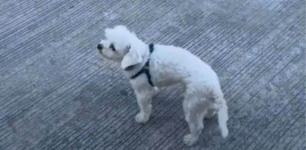 該名意大利遊客嘲諷司機像狗一樣吃飯。Giuseppe Taddeo fb