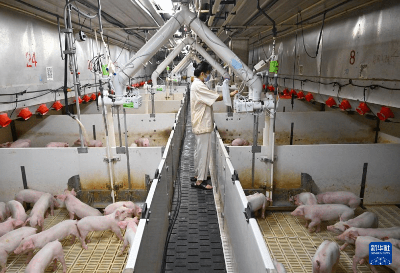 内地生猪供应失衡，猪肉大跌价。新华社