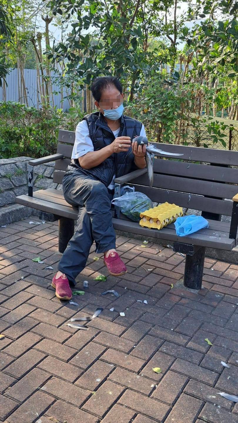 中年男子疑用菜诱捕野鸽。「香港救援鸠鸽及雀鸟」FB专页