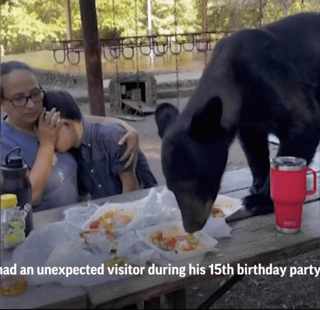 希薇亞與兒子桑提亞哥到蒙特雷郊區的齊平克公園野餐，慶祝兒子15歲生日，未料突然殺出一名不速之客——一隻狀甚飢餓的大黑熊來搶食。美聯社視頻截圖