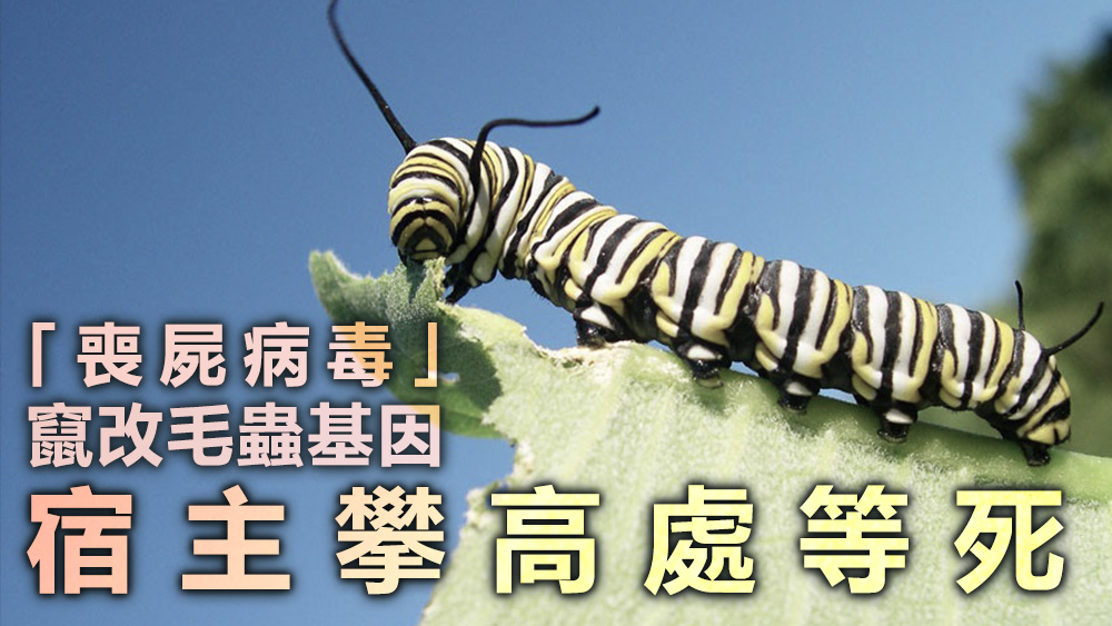 病毒会导致毛虫对驱光抱有异常的渴望，因此宿主会盲目地往高处爬。资料图片