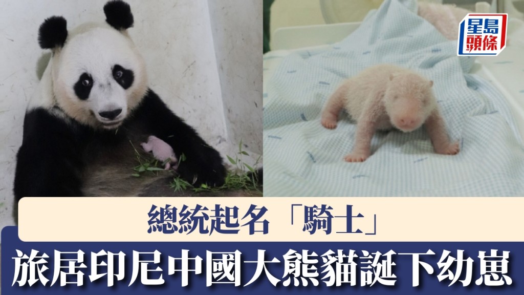 旅居印尼中國大熊貓誕下幼崽，總統起名「騎士」。