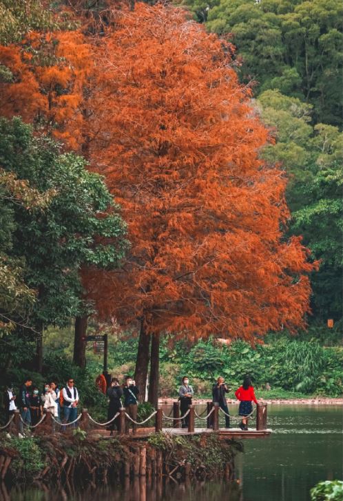 仙湖植物园是秋游热门地方之一