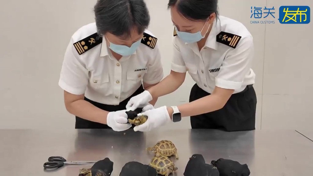 腰绑保鲜纸藏15只濒危陆龟，步姿僵硬女客福田口岸断正。