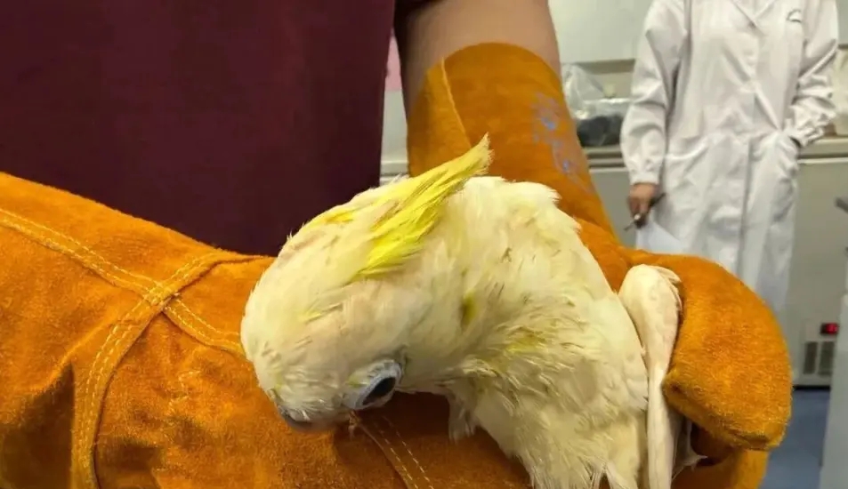 深圳湾男客棉手套内竟藏活体葵花凤头鹦鹉。 海关发布