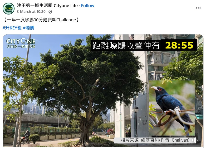 facebook群組「沙田第一城生活圈 Cityone Life」上載「噪鵑」叫聲。fb「沙田第一城生活圈 Cityone Life」截圖