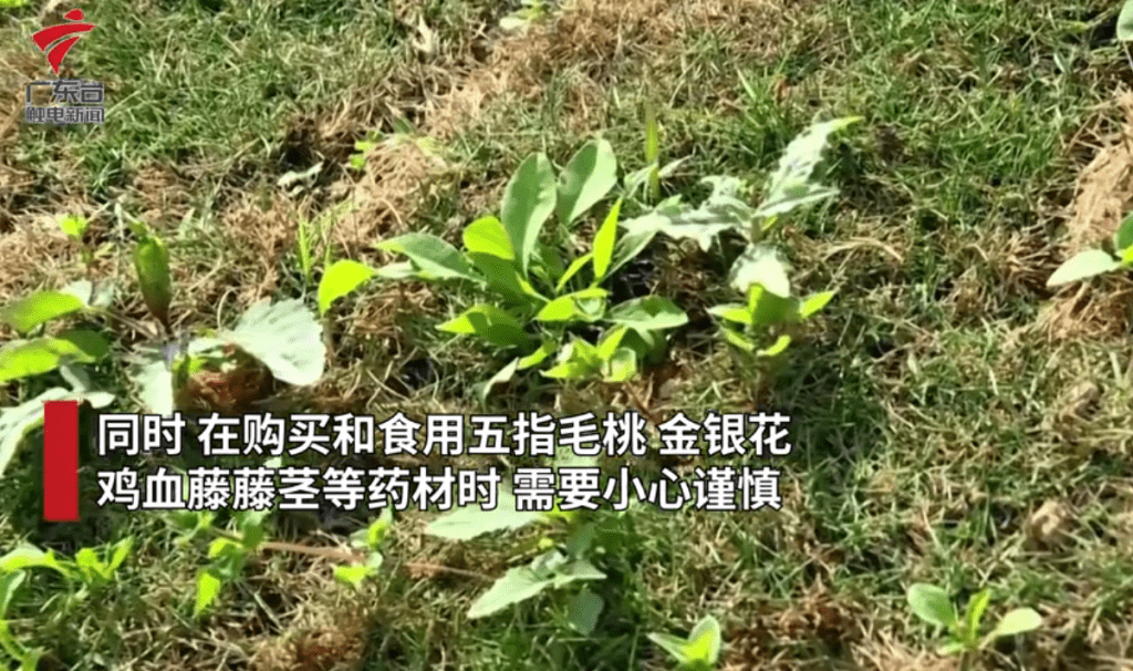 医生提醒购买和食用五指毛桃等植物时，应多加小心（影片截图：广东台触电新闻）