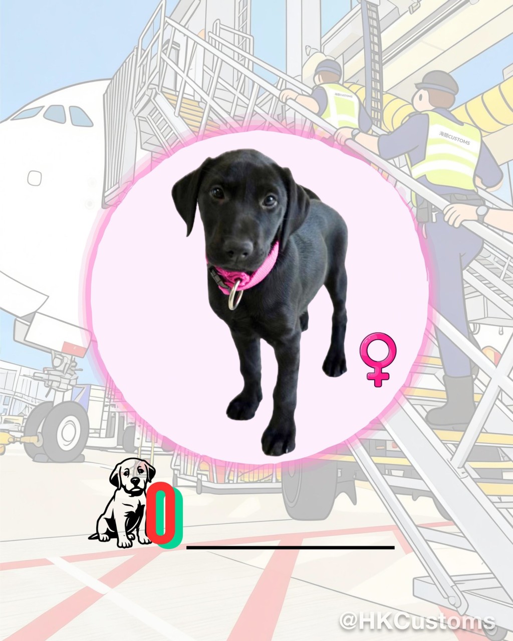 海關舉辦搜查犬BB命名比賽，邀請公眾為9隻拉布拉多尋回犬BB命名。海關facebook圖片