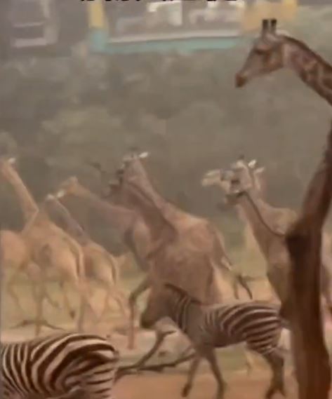 广州长隆动物园数十只斑马、长颈鹿「丧跑」避雨。