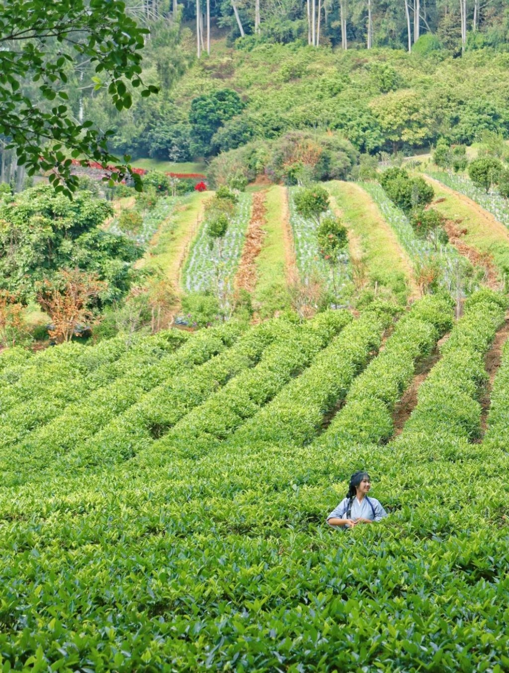 梅州旅遊好去處2024｜1. 雁南飛茶田景區  國家5A級旅遊景區及國家生態旅遊示範區。（圖片來源：小紅書@小k同學toukuizi）