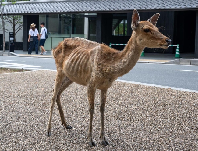 日本奈良公园部分野生鹿瘦到皮包骨。twitter图