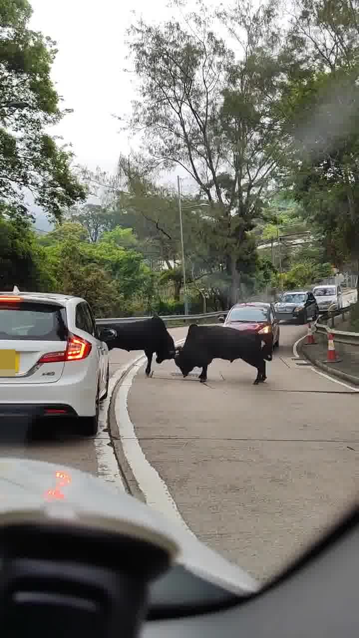 两只流浪牛在马路中心角力，两牛以角互推较劲，各不相让。网上截图
