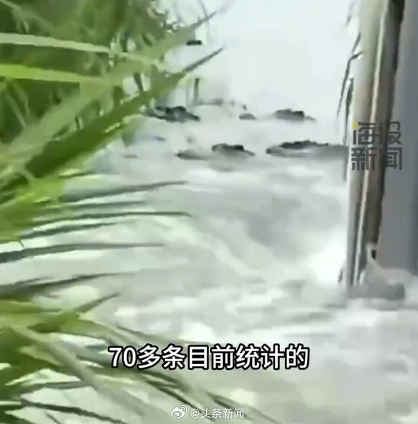 廣東茂名養殖場70多條鱷魚「逃獄」，當局建議盡量不出門。