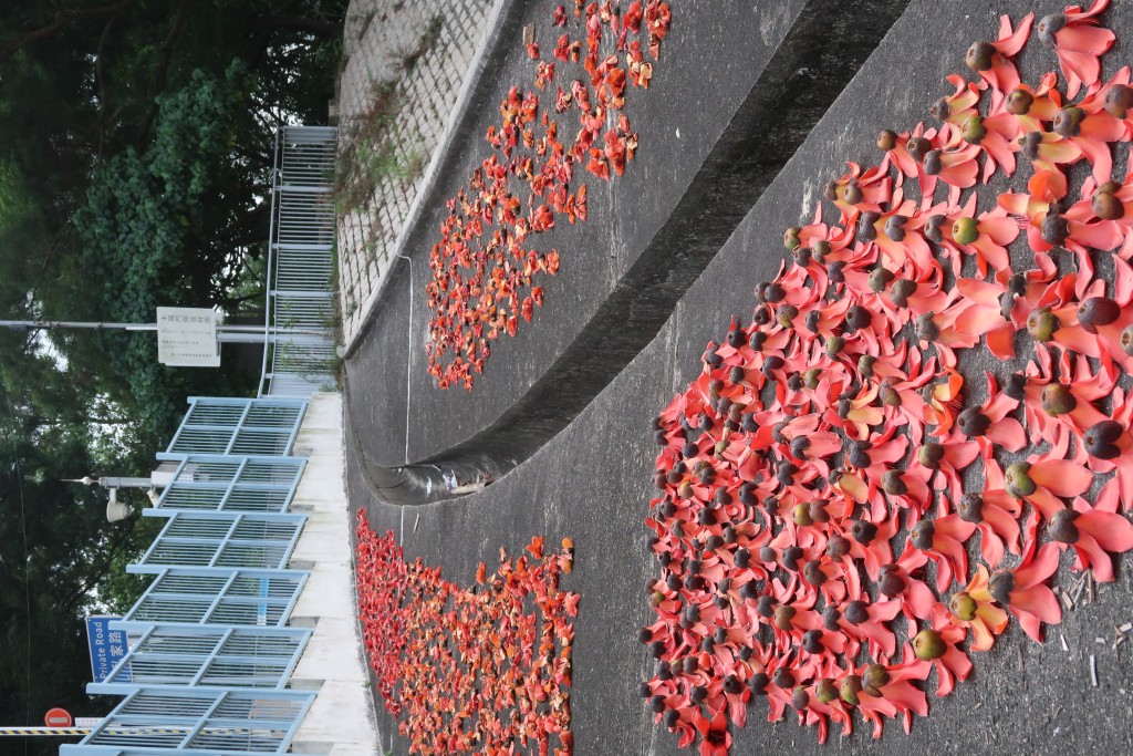 木棉花落下後曬乾，可作涼茶材料。