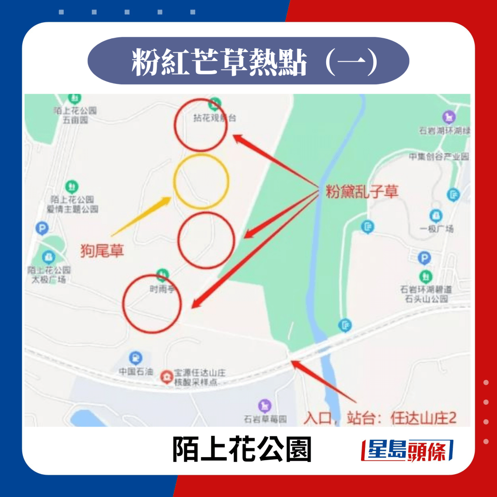 粉红芒草热点（一）陌上花公园