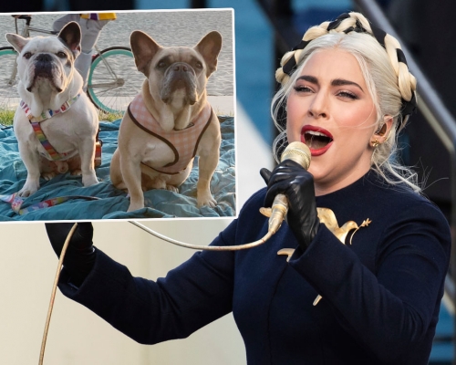 Lady Gaga鬥牛犬被搶案5人被捕。AP/IG圖片