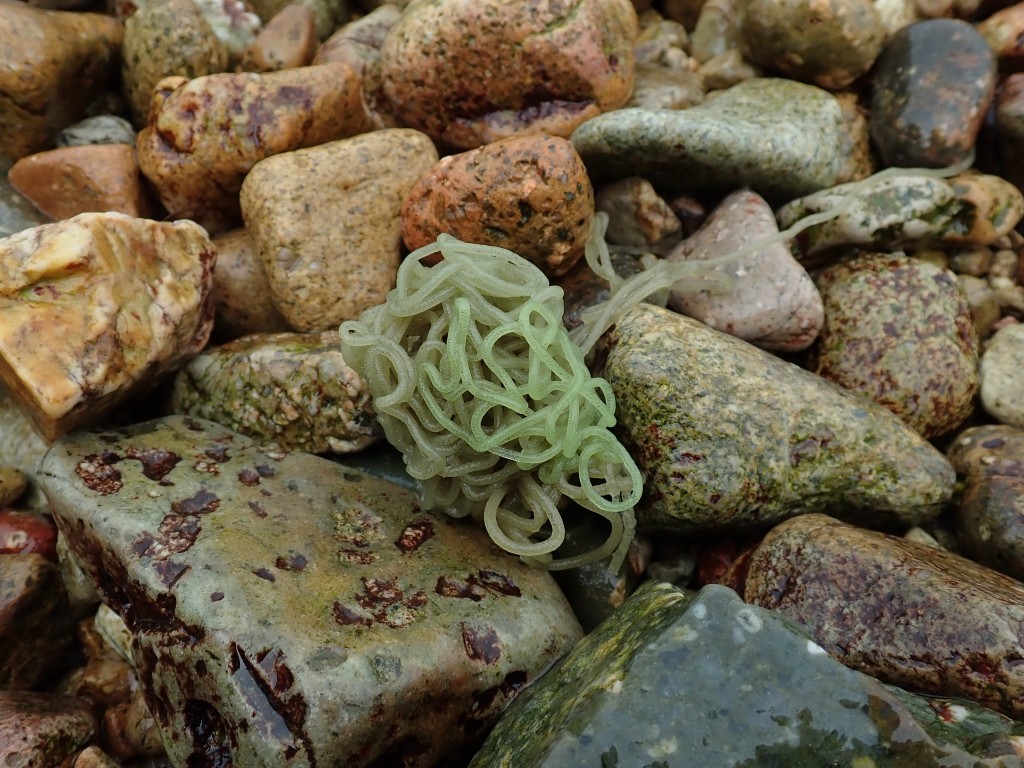 漁護署：受精後，牠們會以黏液把卵子黏附在一起，然後把牠們固著在堅硬的岩石表面，形成一條如卷曲絲帶狀的卵子束。圖片授權King Man Chan