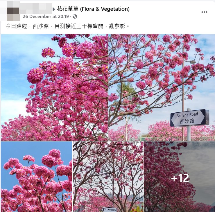 网民捕捉香港难得一见公路两旁花海满炸美景。fb「花花草草 」截图