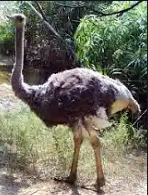 流浮山农场一度走失的澳洲鸵鸟「鸸鶓」。事主提供