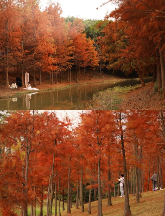 聚龍山濕地公園秋季景色優美怡人