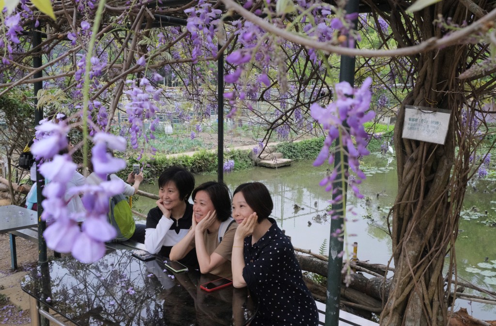 农庄贴了唐代诗人李白所作的古诗《紫藤树》。