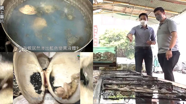 《東張西望》今晚講海蜆疑受污染。