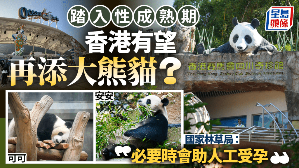 香港有望再添大熊貓？安安可可踏入性成熟期 林草局：隨時派員協助