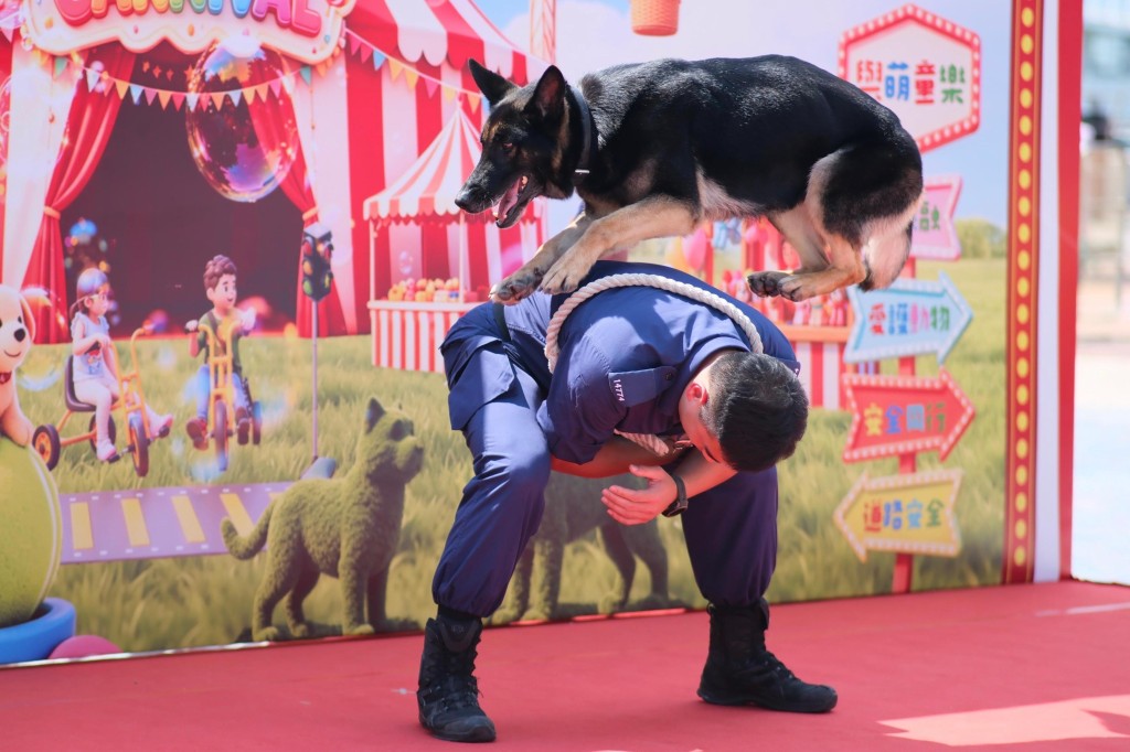 警犬隊聯同領犬員展現默契,警犬服從指令、動作敏捷,表現出色。 警犬隊聯同領犬員展現默契,警犬服從指令、動作敏捷,表現出色。