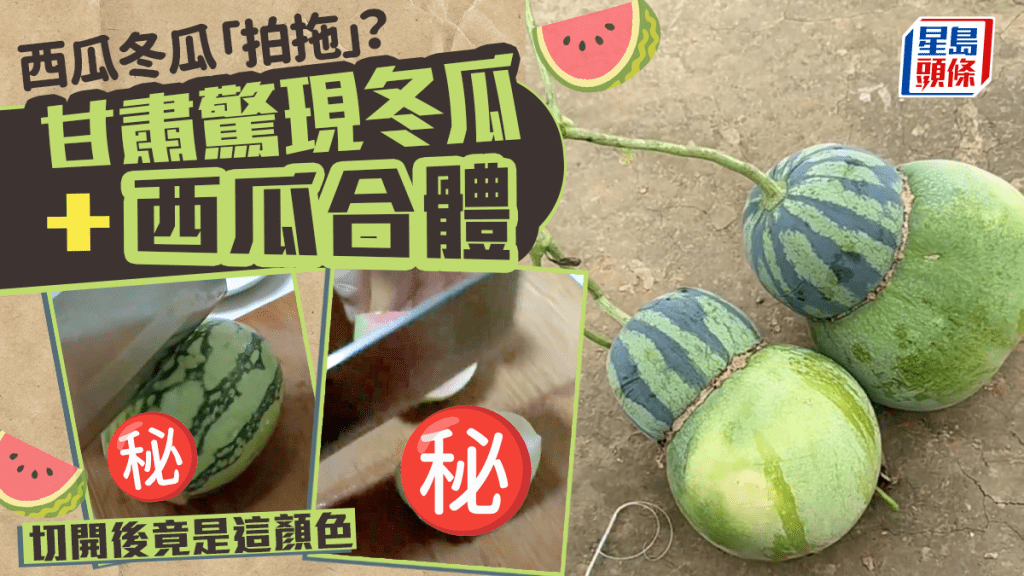 甘肅田間驚現「冬西瓜」  網民：出軌？︱有片