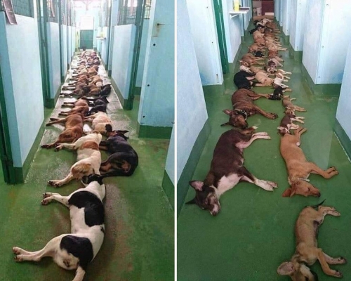 FB圖片