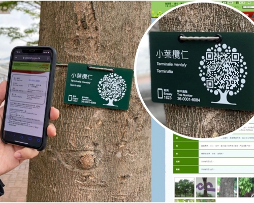 市民掃描「樹牌」上的二維條碼，便可獲取更詳盡資訊。