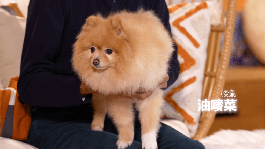 蔡思貝的愛犬曾經參與過綜藝節目。