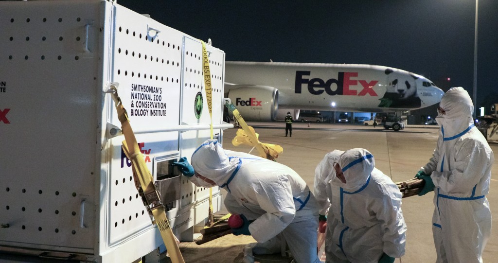 旅美大熊貓抵達成都雙流國際機場，工作人員觀察大熊貓狀態。 新華社