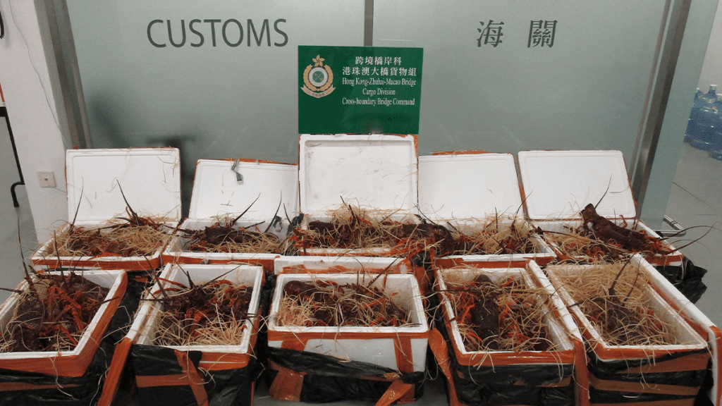 海關港珠澳大橋截跨境七人車 檢194公斤活龍蝦 46歲司機被捕