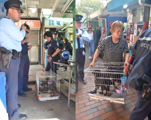 警員及愛協人員到場調查，女主人其後取回狗隻。