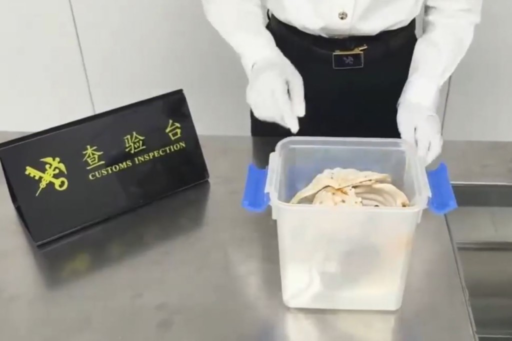 羅湖海關在入境男旅客的行李箱，搜出2個瀕危番紅硨磲。海關發布