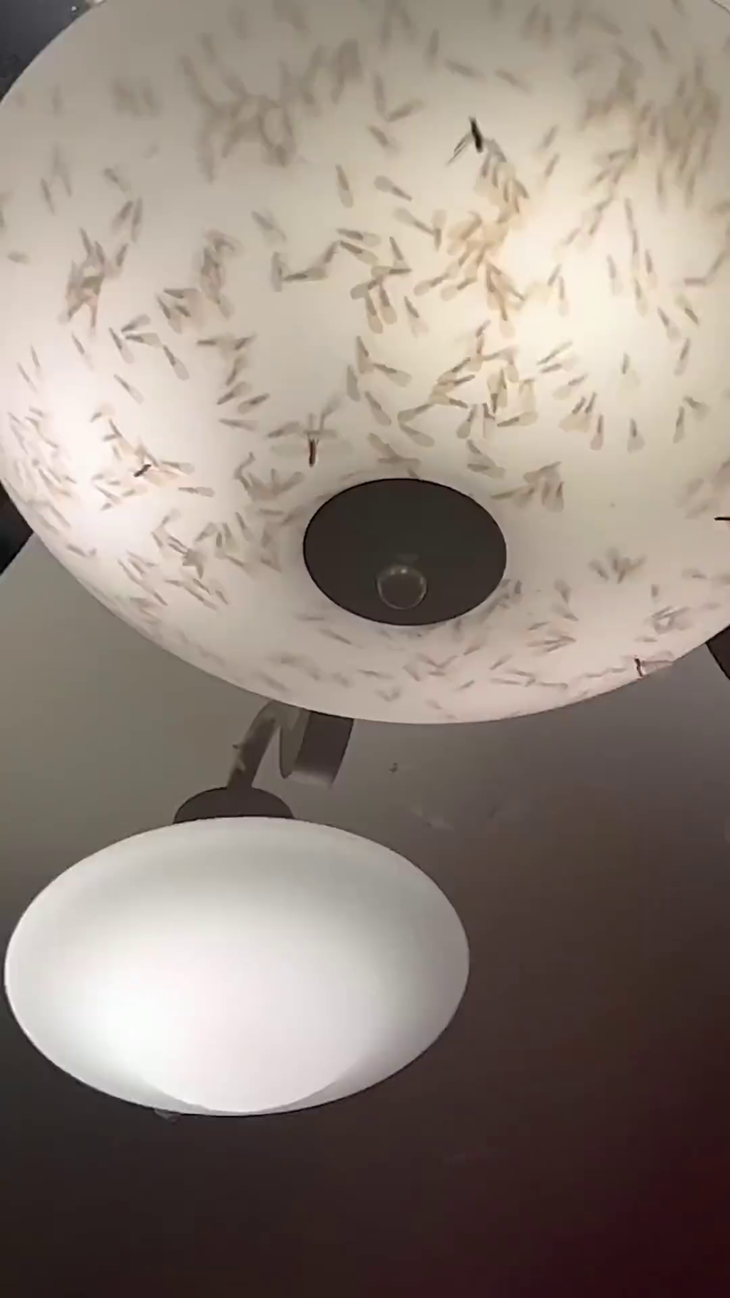 有網民分享家中燈具上佈滿了白蟻。網片截圖