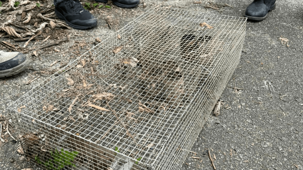 元朗跨部門打擊虐待動物 於崇山新村山坡檢走捕蛇器