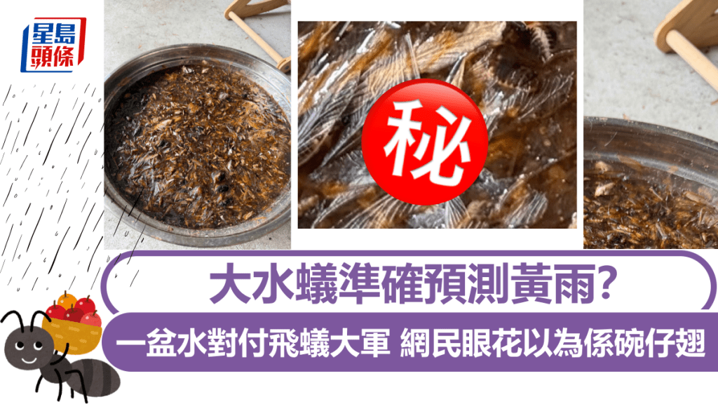 大水蟻準確預測黃雨？ 一盆水對付飛蟻大軍 網民眼花以為係蛇羹碗仔翅 村屋居民見慣見熟｜Juicy叮