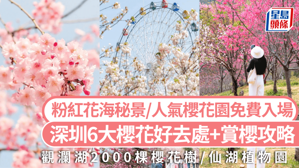 深圳櫻花2025｜6大賞櫻好去處 粉紅花海秘景/ 觀瀾湖2000棵櫻花樹/人氣櫻花園免費入場